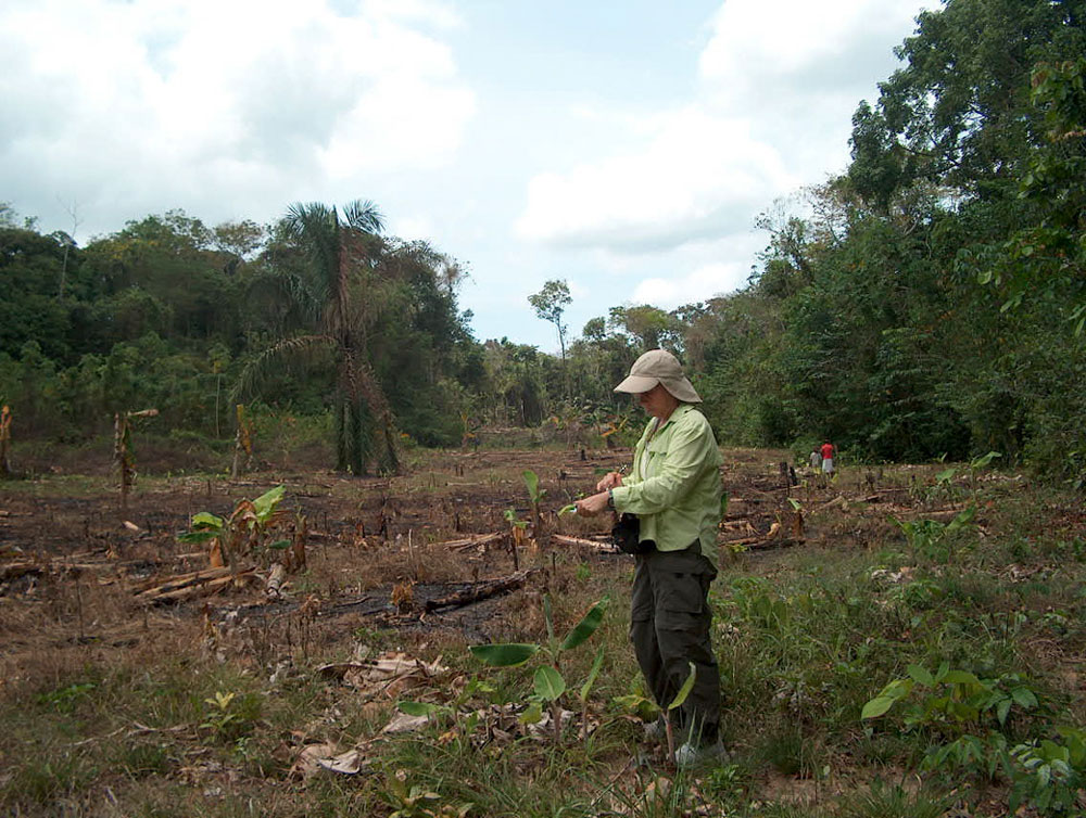 Malaria y deforestación