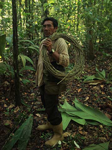 Bosques y Cestas