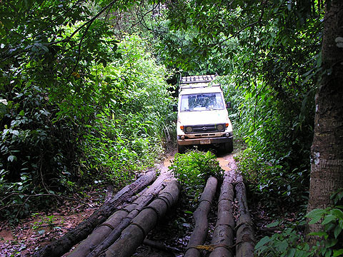 Conservación de Bosques